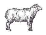 Lamb