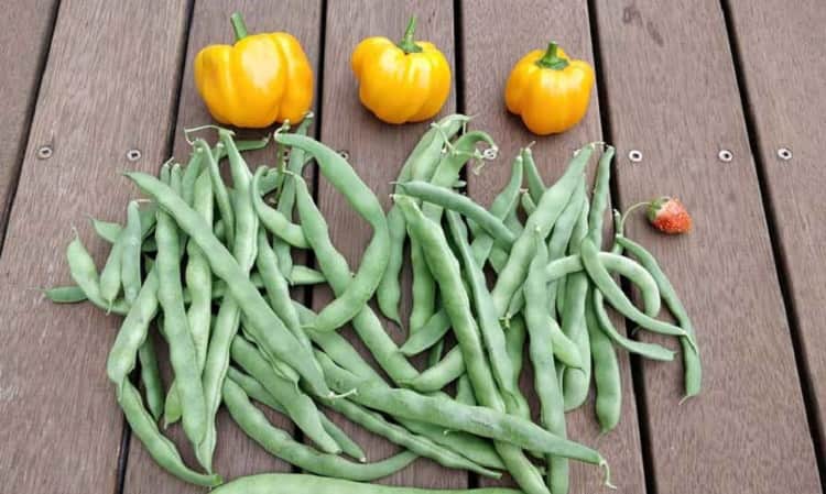 Pole beans