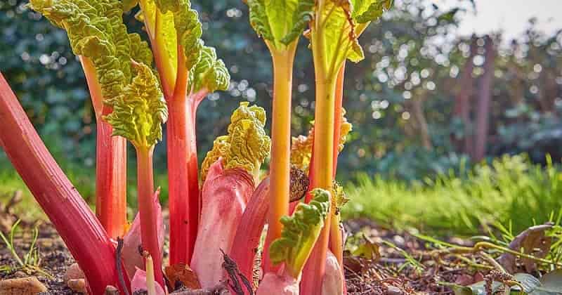 Variety of Rhubarb